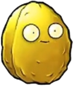 Golden-nut