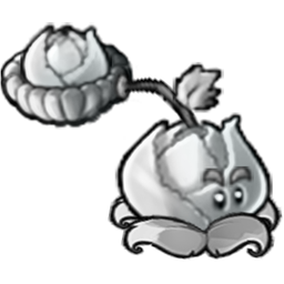 Silver Cabbage